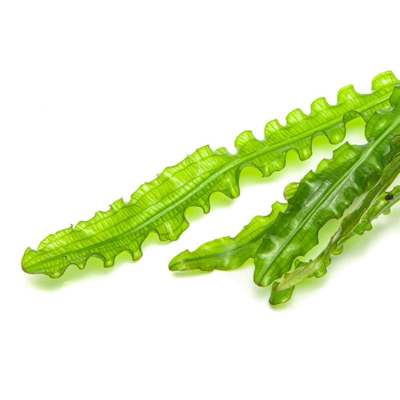 [SG READY STOCKS Live Aquatic Plant] Aponogeton longiplumulosus (BULB ONLY) by Aquatic Farmer