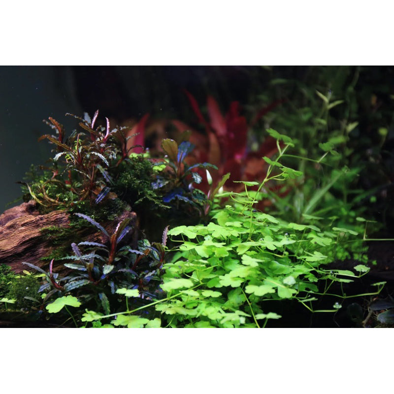 [SG READY STOCKS Live Aquatic Plants] Hydrocotyle tripartita 'Japan' Potted by Aquatic Farmer