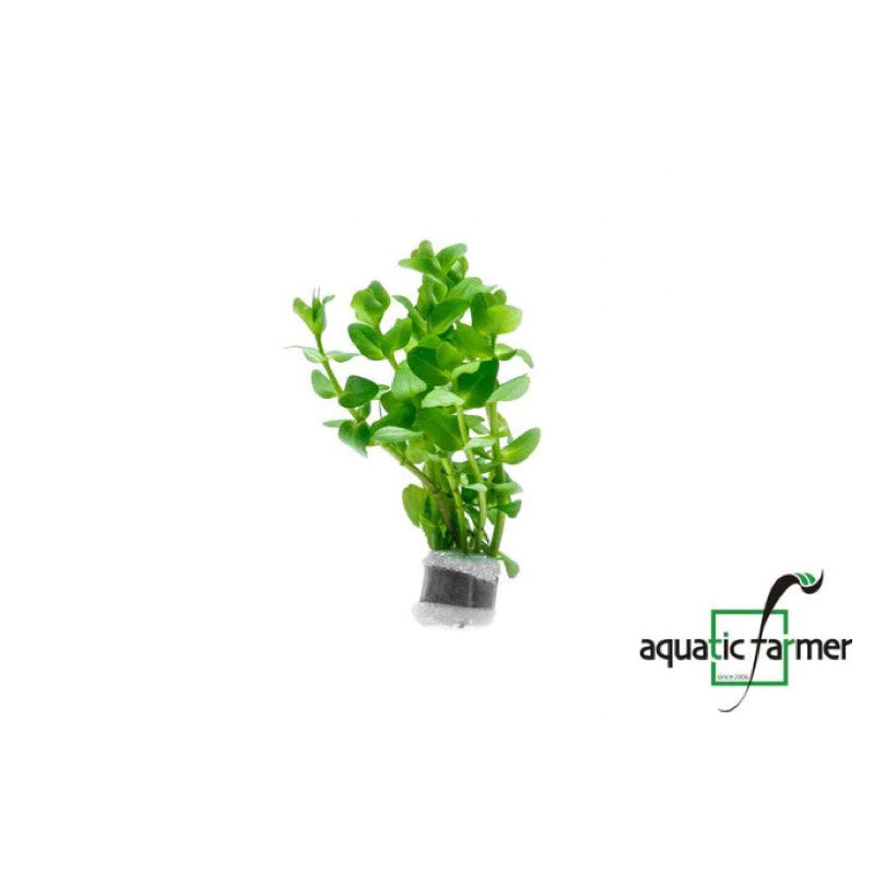 [SG READY STOCKS Live Aquatic Plant] Bacopa caroliniana in Lead Bunch by Aquatic Farmer