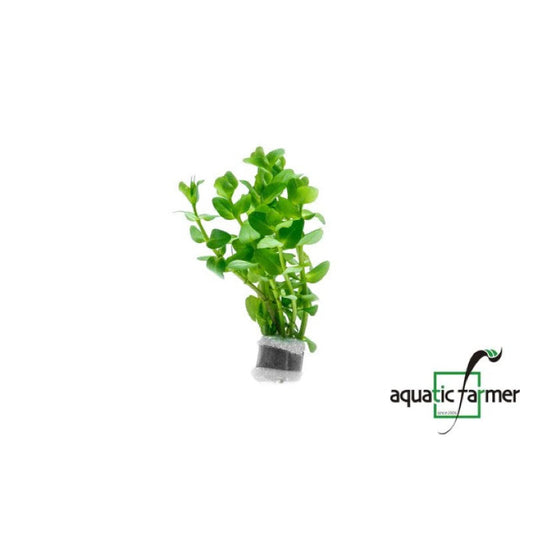 [SG READY STOCKS Live Aquatic Plant] Bacopa caroliniana in Lead Bunch by Aquatic Farmer