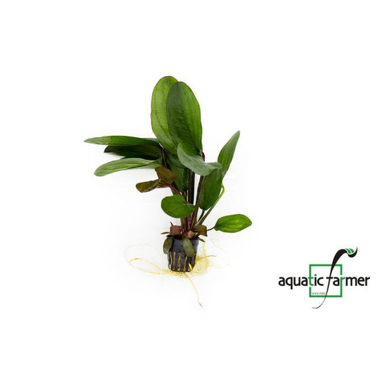 [SG READY STOCKS Live Aquatic Plant] Echinodorus “Big Bear” Potted by Aquatic Farmer