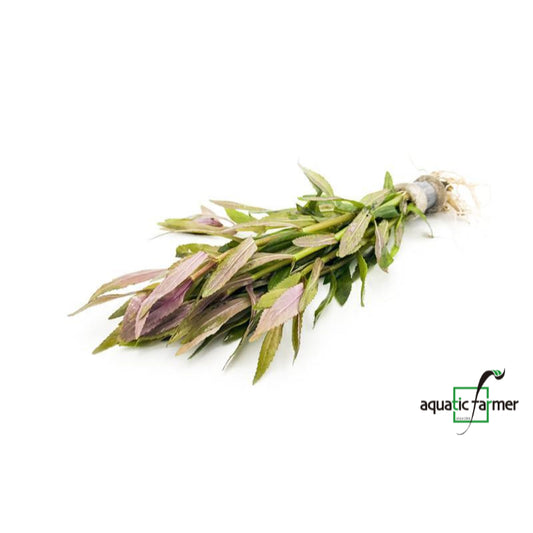 [SG READY STOCKS Live Aquatic Plant] Limnophila aromatica Mini in Lead Bunch by Aquatic Farmer