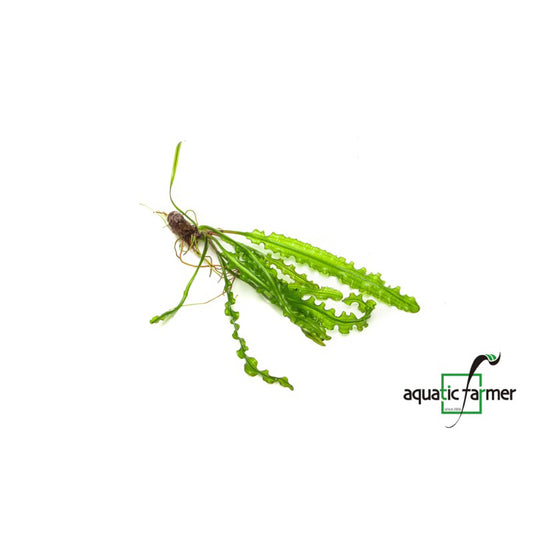 [SG READY STOCKS Live Aquatic Plant] Aponogeton longiplumulosus (BULB ONLY) by Aquatic Farmer