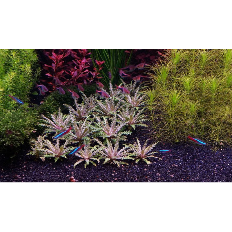 [SG READY STOCKS Live Aquatic Plant] Pogostemon helferi “Downoi” Red Potted by Aquatic Farmer