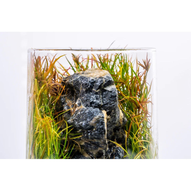 [SG READY STOCKS Live Aquatic Plant] Juncus repens in Lead Bunch by Aquatic Farmer