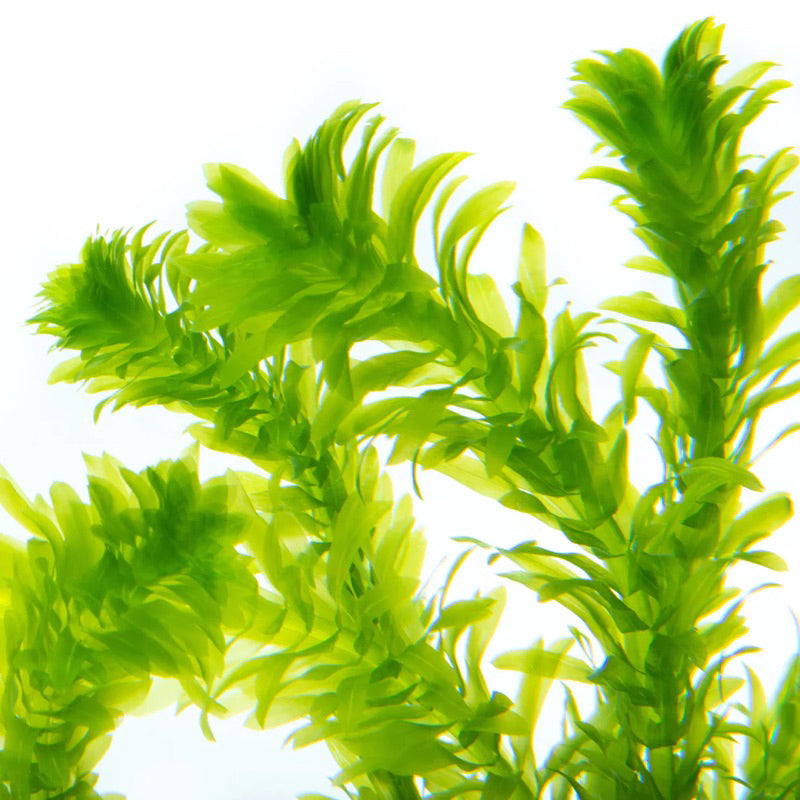 [SG READY STOCKS Live Aquatic Plant] Egeria densa in Lead Bunch by Aquatic Farmer