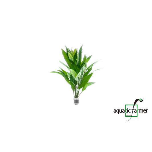 [SG READY STOCKS Live Aquatic Plant] Hygrophila Thai Stricta in Lead Bunch by Aquatic Farmer