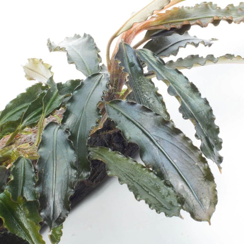 [SG READY STOCKS Live Aquatic Plant] Bucep with moss on driftwood (~4inch) by Aquatic Farmer