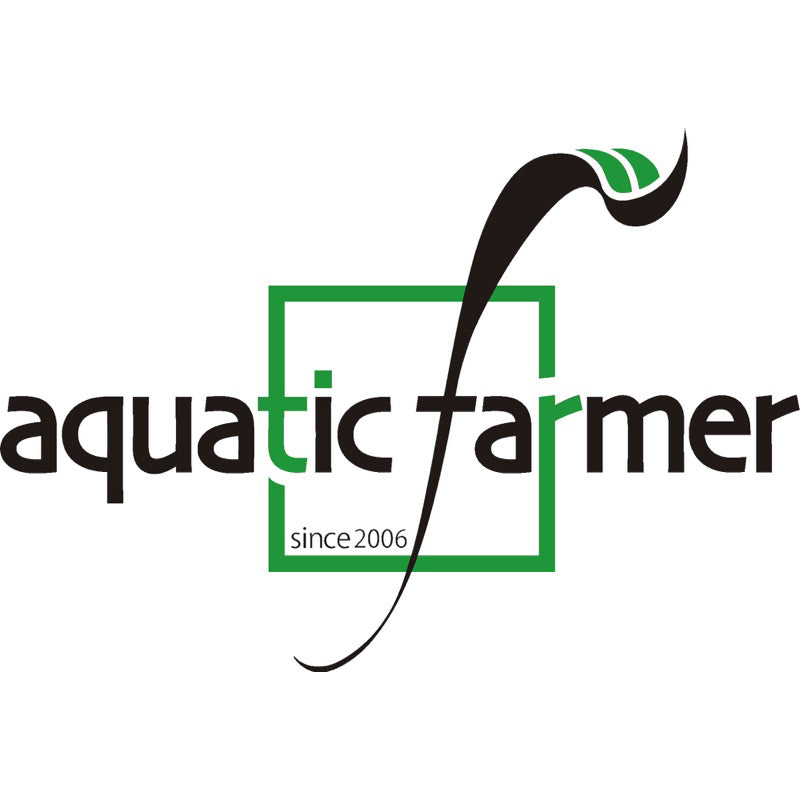 [SG READY STOCKS Live Aquatic Plant] Echinodorus martii Potted by Aquatic Farmer