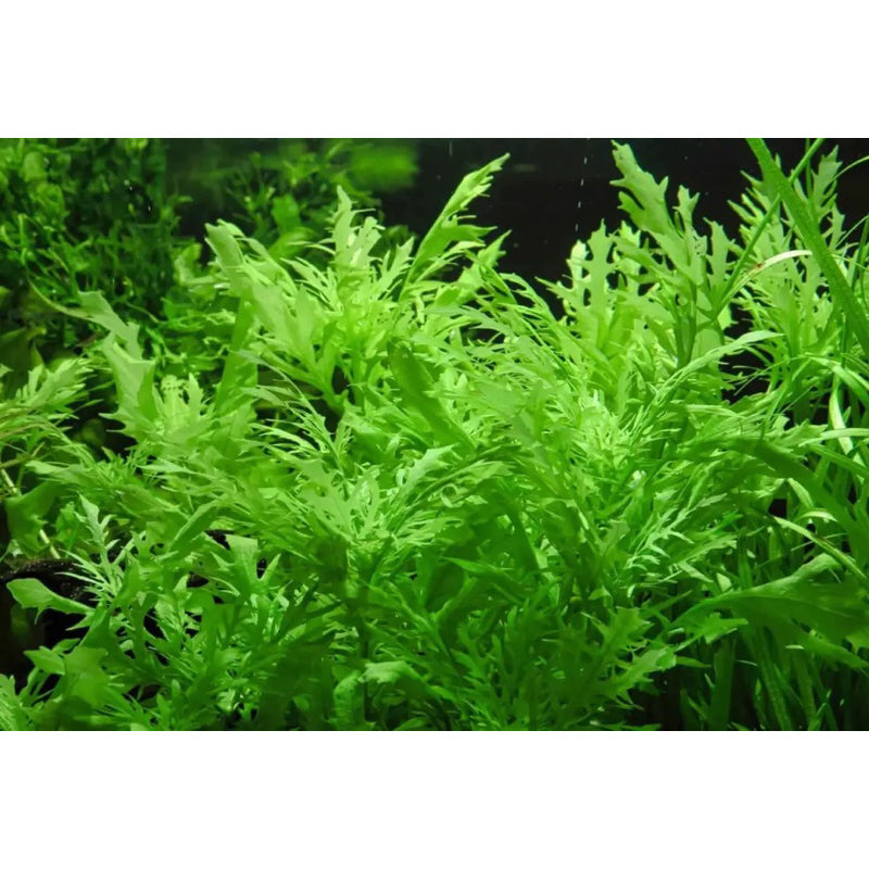 [SG READY STOCKS Live Aquatic Plant] Hygrophila Difformis in Lead Bunch by Aquatic Farmer