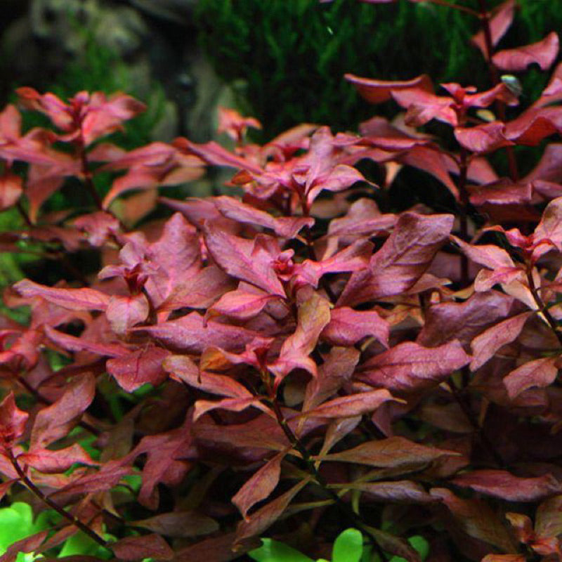 [SG READY STOCKS Live Aquatic Plant] Ludwigia palustris Super Red in Lead Bunch by Aquatic Farmer