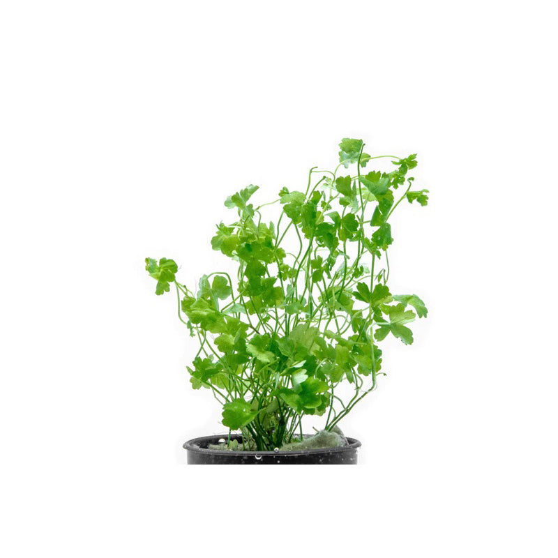 [SG READY STOCKS Live Aquatic Plants] Hydrocotyle tripartita 'Japan' Potted by Aquatic Farmer