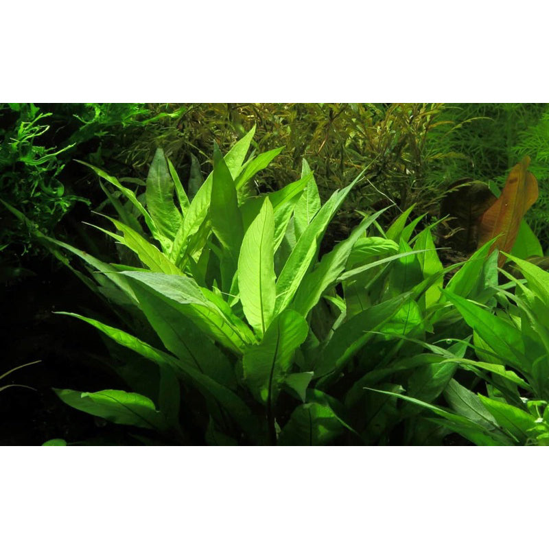[SG READY STOCKS Live Aquatic Plant] Hygrophila Thai Stricta in Lead Bunch by Aquatic Farmer