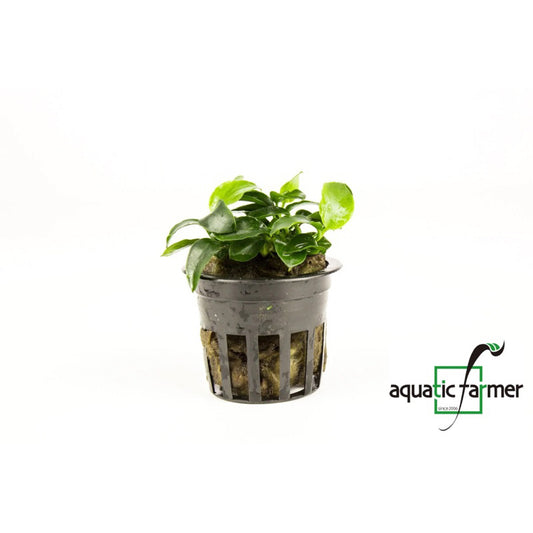 [SG READY STOCKS Live Aquatic Plant] Anubias Nana Petite by Aquatic Farmer