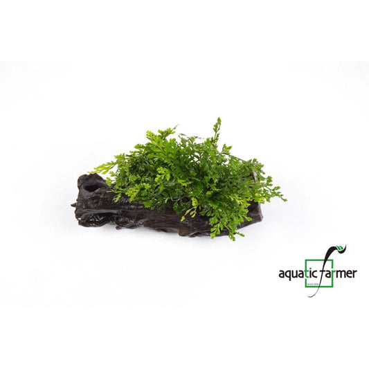 [SG READY STOCKS Live Aquatic Plant] Bolbitis difformis on driftwood (~5inch) by Aquatic Farmer