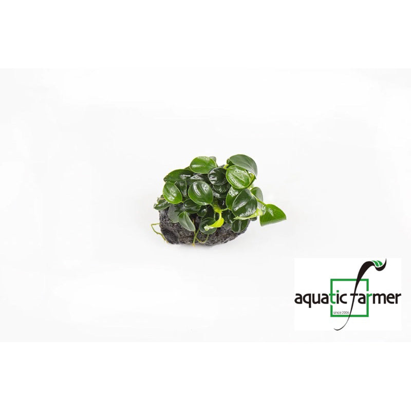 [SG READY STOCKS Live Aquatic Plant] Anubias Nana Petite by Aquatic Farmer