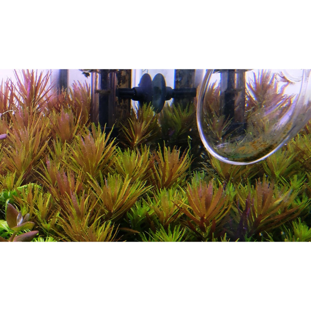 [SG READY STOCKS Live Aquatic Plant] Limnophila aromatica Mini in Lead Bunch by Aquatic Farmer