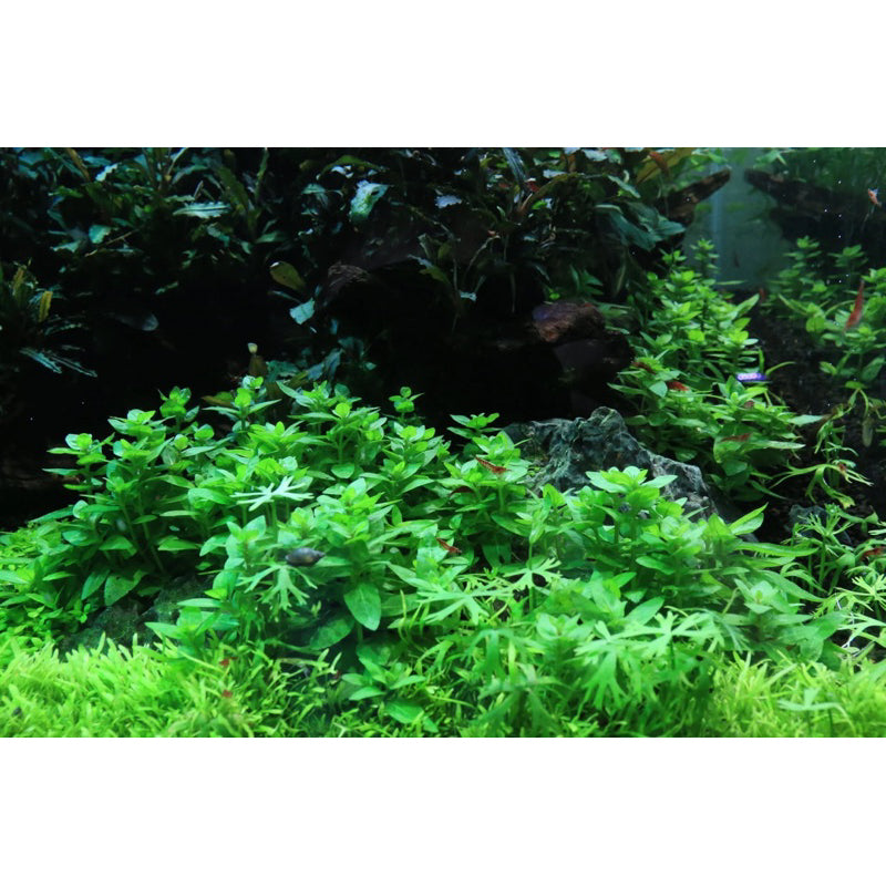 [SG READY STOCKS Live Aquatic Plant] Staurogyne repens Potted by Aquatic Farmer
