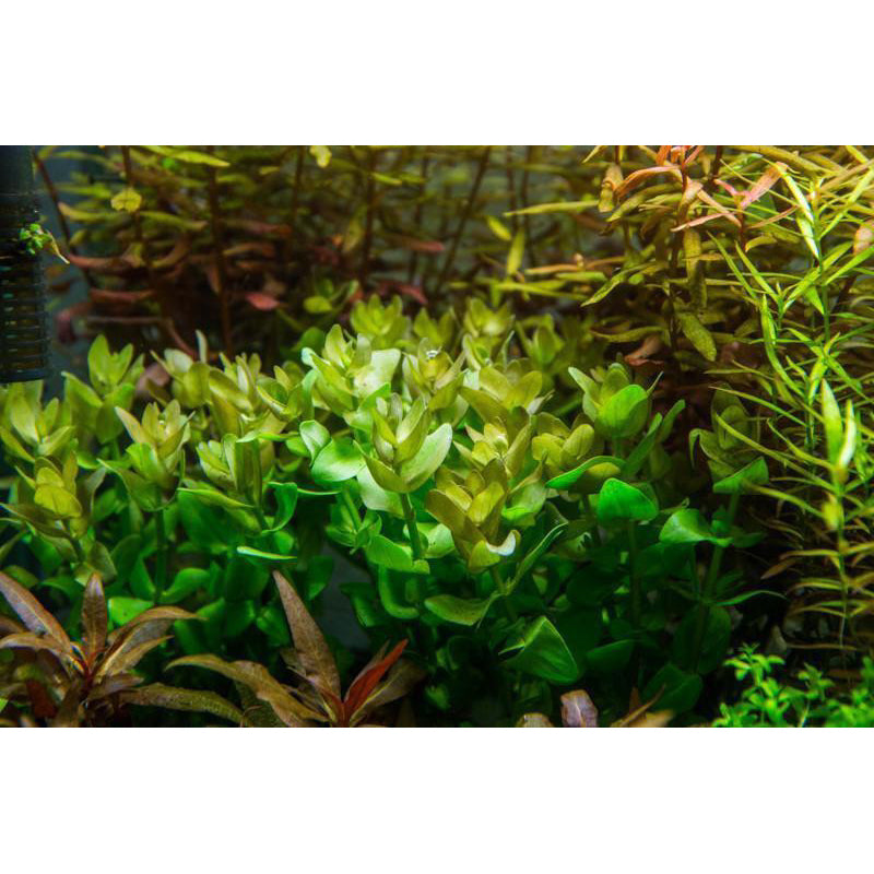 [SG READY STOCKS Live Aquatic Plant] Bacopa caroliniana in Lead Bunch by Aquatic Farmer