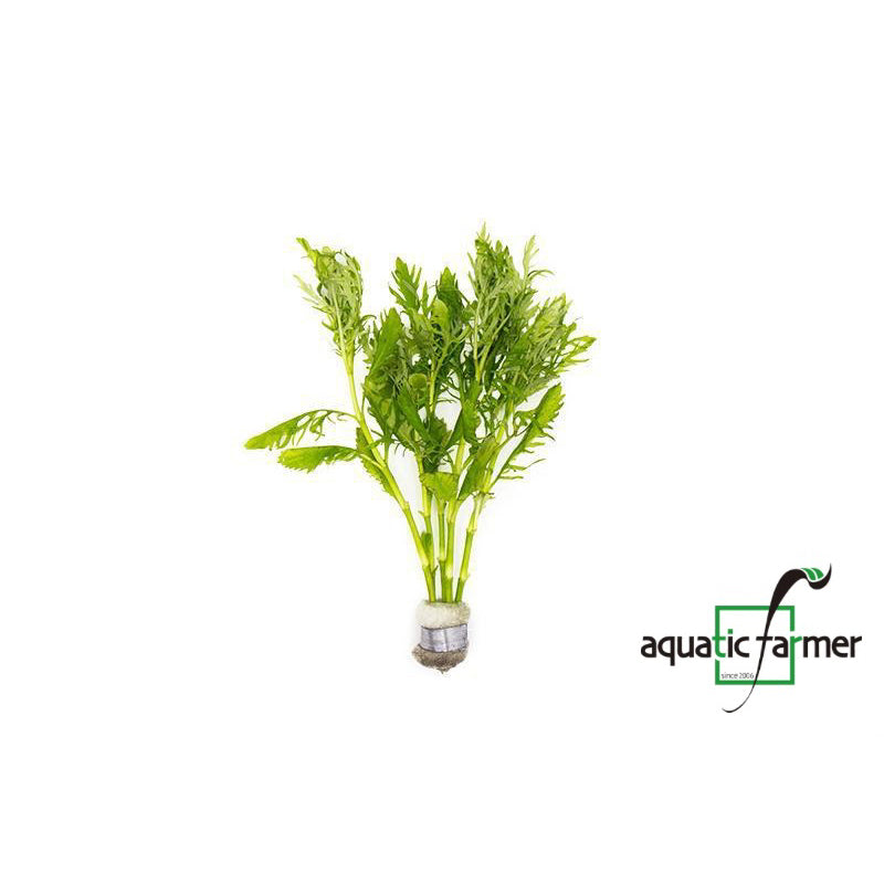 [SG READY STOCKS Live Aquatic Plant] Hygrophila Difformis in Lead Bunch by Aquatic Farmer