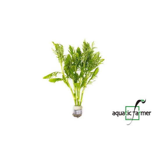 [SG READY STOCKS Live Aquatic Plant] Hygrophila Difformis in Lead Bunch by Aquatic Farmer