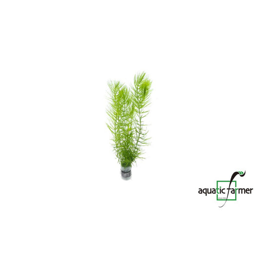 [SG READY STOCKS Live Aquatic Plant] Hornwort in Lead Bunch by Aquatic Farmer