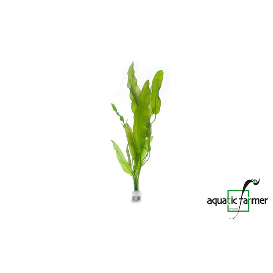 [SG READY STOCKS Live Aquatic Plant] Aponogeton crispus (BULB ONLY) by Aquatic Farmer