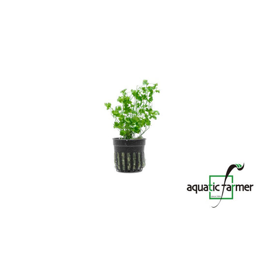 [SG READY STOCKS Live Aquatic Plants] Hydrocotyle tripartita 'Japan' Potted by Aquatic Farmer