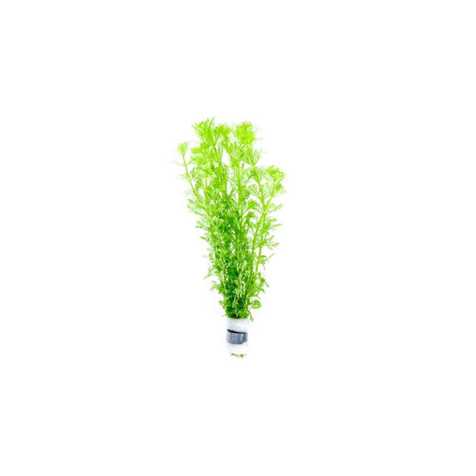 [SG READY STOCKS Live Aquatic Plant] Limnophila sessiflora in Lead Bunch by Aquatic Farmer