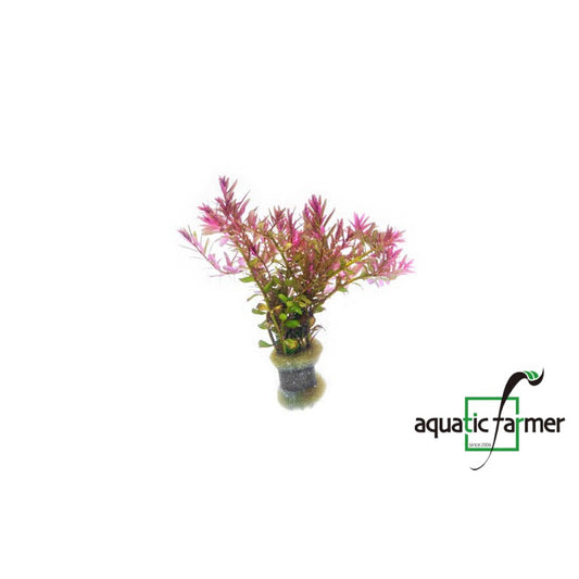 [SG READY STOCKS Live Aquatic Plant] Rotala Blood Red submerged form in lead bunch by Aquatic Farmer