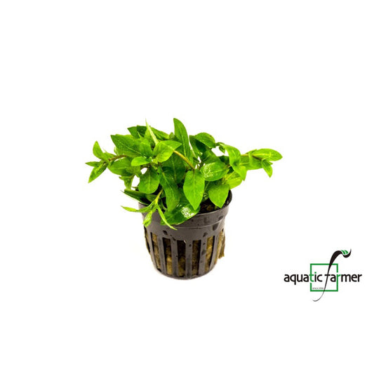 [SG READY STOCKS Live Aquatic Plant] Staurogyne repens Potted by Aquatic Farmer