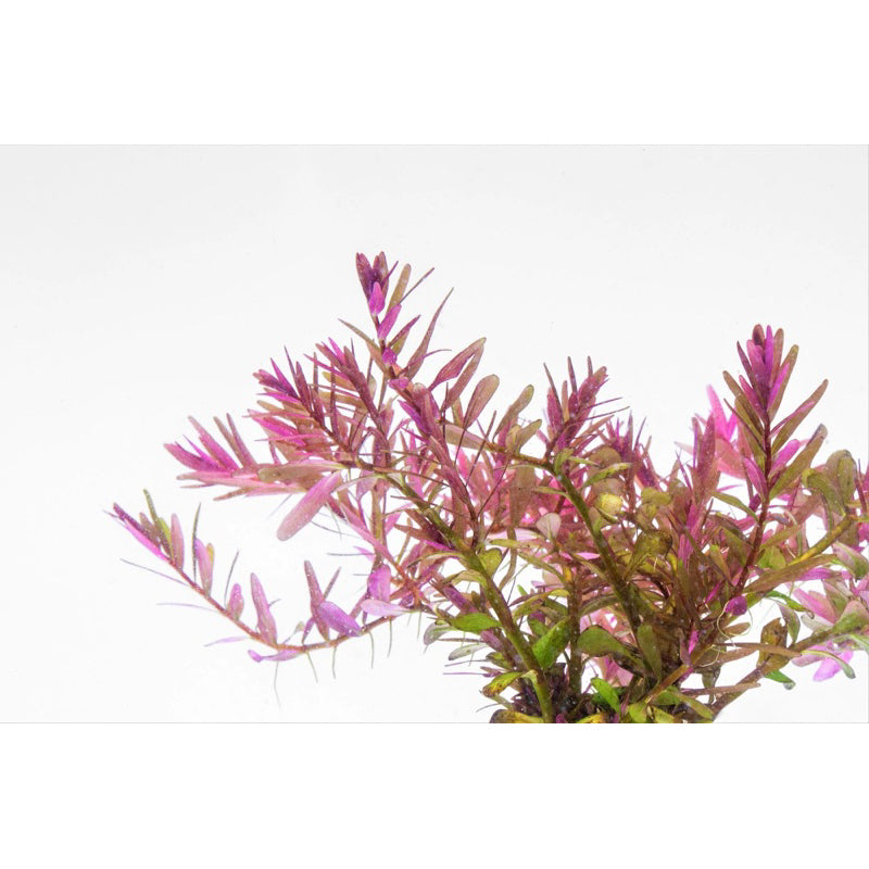 [SG READY STOCKS Live Aquatic Plant] Rotala Blood Red submerged form in lead bunch by Aquatic Farmer