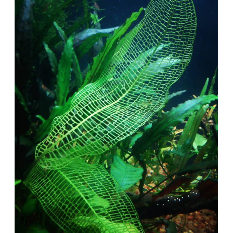 [SG READY STOCKS Live Aquatic Plant] Aponogeton Madagascariensis (BULB ONLY) by Aquatic Farmer