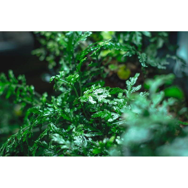 [SG READY STOCKS Live Aquatic Plant] Bolbitis difformis on driftwood (~5inch) by Aquatic Farmer