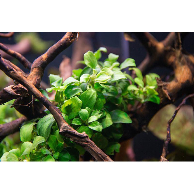 [SG READY STOCKS Live Aquatic Plant] Anubias Nana Petite by Aquatic Farmer