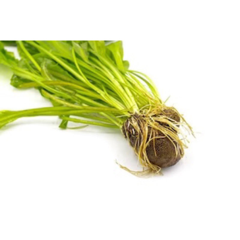 [SG READY STOCKS Live Aquatic Plant] Aponogeton ulvaceus (BULB ONLY) by Aquatic Farmer
