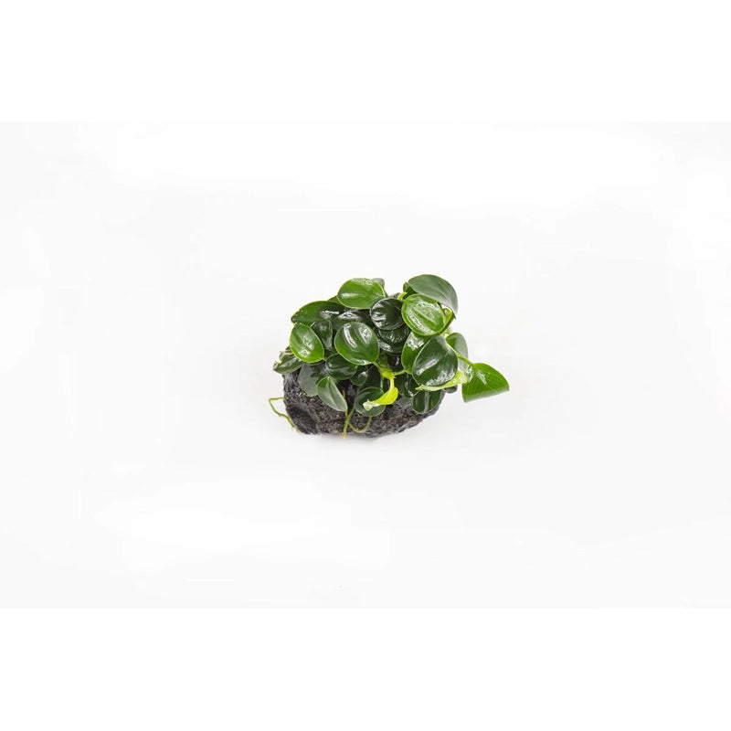 [SG READY STOCKS Live Aquatic Plant] Anubias Nana Petite by Aquatic Farmer