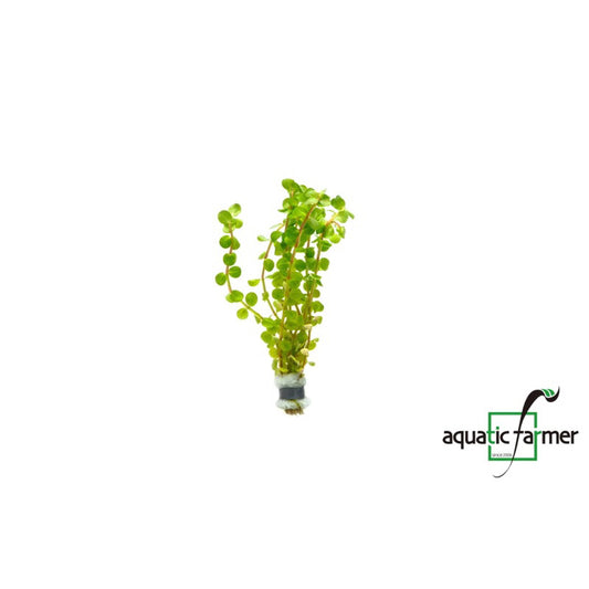 [SG READY STOCKS Live Aquatic Plant] Rotala Colorata in Lead Bunch by Aquatic Farmer