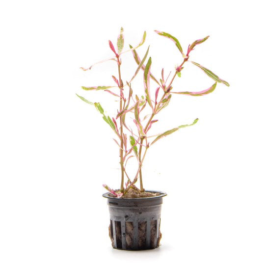 [SG READY STOCKS Rare Live Aquatic Plant] Original lineage Hygrophila Sp Chai Potted by Aquatic Farmer