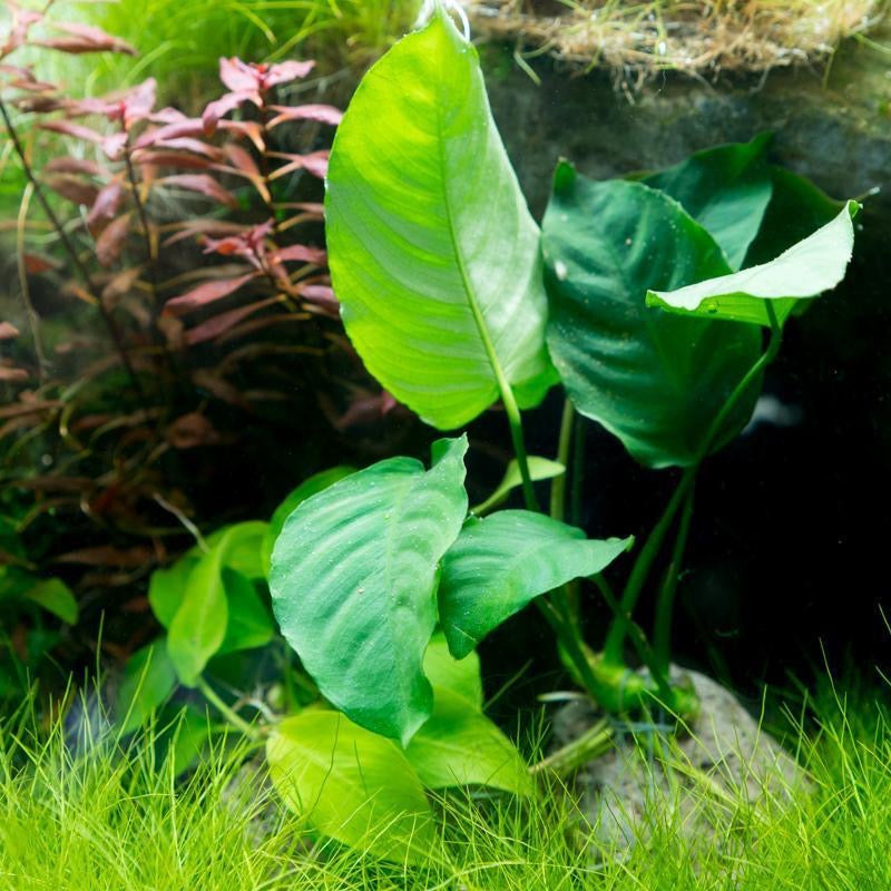 [SG READY STOCKS Live Aquatic Plant] Anubias Nana by Aquatic Farmer