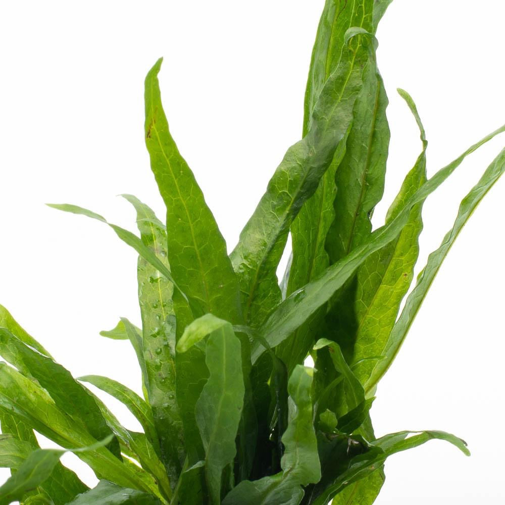 [SG READY STOCKS Live Aquatic Plant] Java fern “Narrow Leaf” by Aquatic Farmer