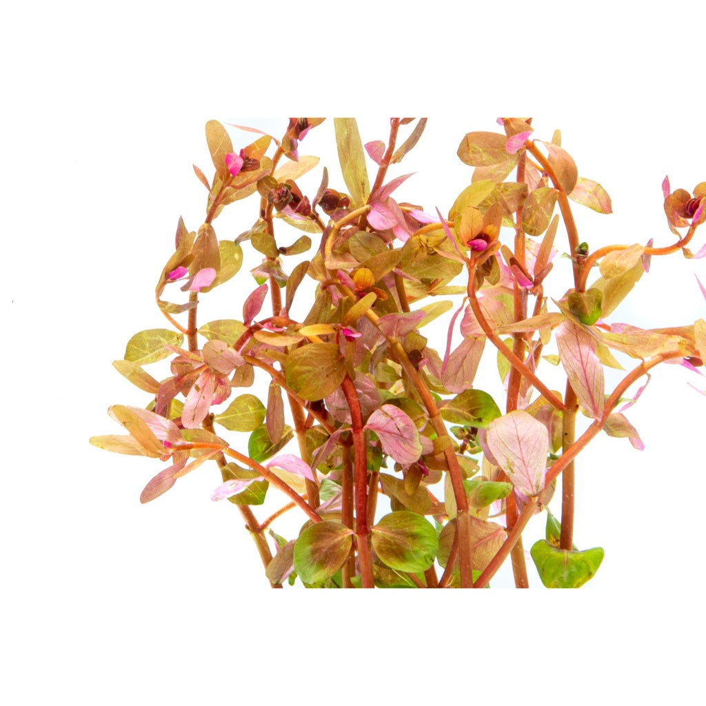 [SG READY STOCKS Live Aquatic Plant] Rotala rotundifolia in Lead Bunch by Aquatic Farmer