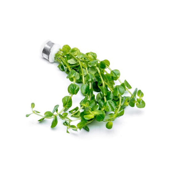 [SG READY STOCKS Live Aquatic Plant] Rotala rotundifolia 'Green' in Lead Bunch by Aquatic Farmer