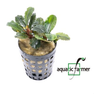 [SG READY STOCKS Live Aquatic Plant] Bucephalandra (Assorted species) Potted by Aquatic Farmer