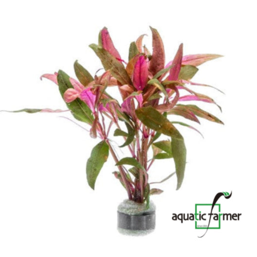 [SG READY STOCKS Live Aquatic Plant] Alternanthera reineckii by Aquatic Farmer