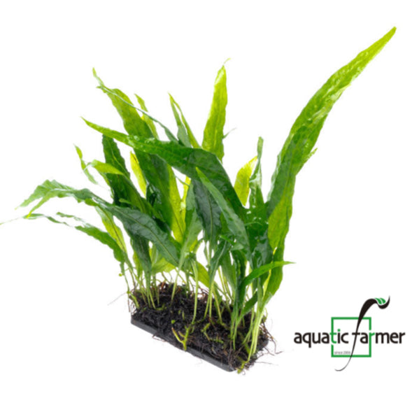 [SG READY STOCKS Live Aquatic Plant] Java fern “Narrow Leaf” by Aquatic Farmer