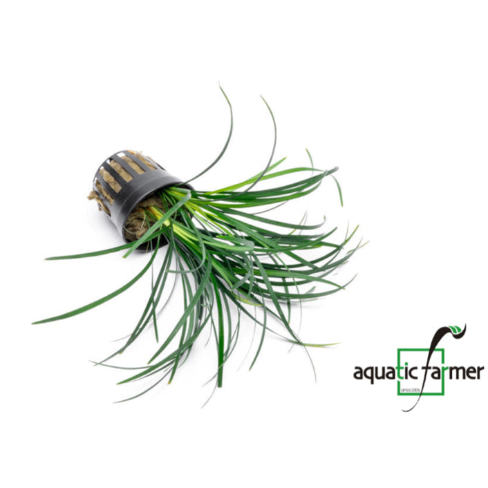 [SG READY STOCKS Live Terrarium Plant] Ophiopogon potted by Aquatic Farmer