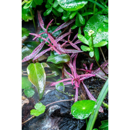 [SG READY STOCKS Rare Live Aquatic Plant] Original lineage Hygrophila Sp Chai Potted by Aquatic Farmer