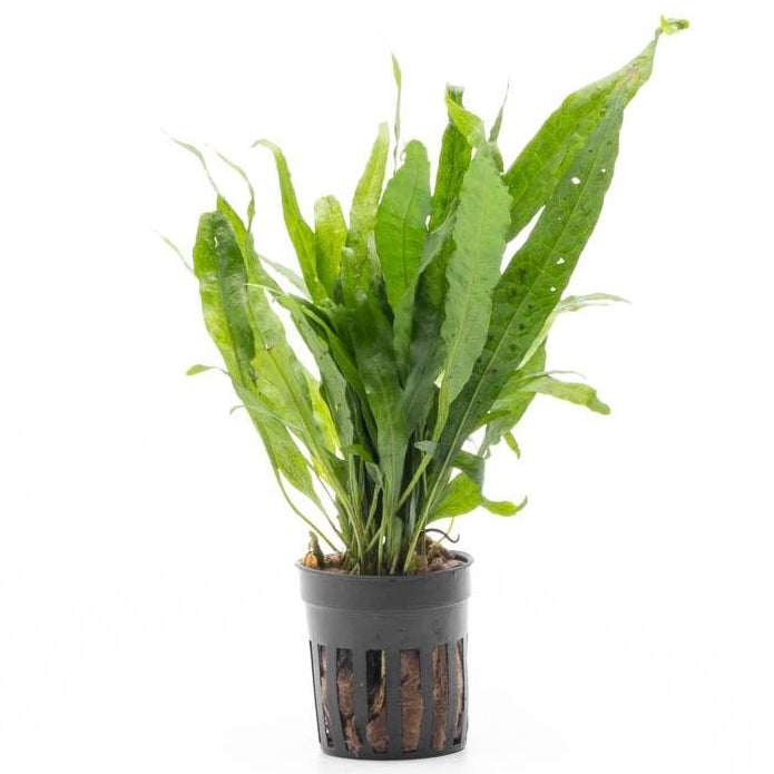 [SG READY STOCKS Live Aquatic Plant] Java fern “Narrow Leaf” by Aquatic Farmer