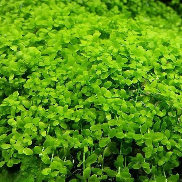 [SG READY STOCKS Live Aquatic Plant] Micranthemum sp Monte Carlo potted by Aquatic Farmer